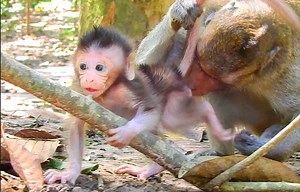 Actually precious newborn baby Sugar learn climb support by auntie | Monkey Mister