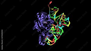 Structure of human tryptophanyl-tRNA synthetase in complex with tRNA(Trp) and tryptophan. Animated 3D cartoon and Gaussian surface models, PDB 2ake, black background.