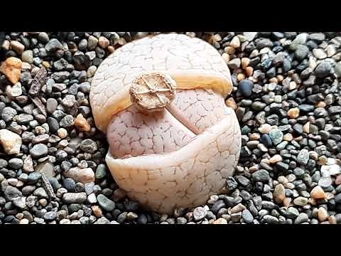 Growing Lithops - Tips on Watering