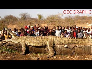 Top 10 Largest Crocodiles Ever Recorded in History