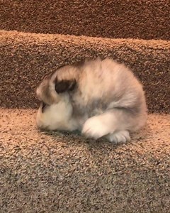 The beginning stages of the howl 🐺😂 Amari is a gorgeous wooly 62.5% pomsky! He has one mostly blue and one brown eye. He will end up around 15-20lbs full grown🐾🐾 Apply here: http://portlandpomskies.com/registration-form/ | Portland Pomskies