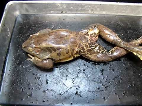 Frog Anatomy - Part 1