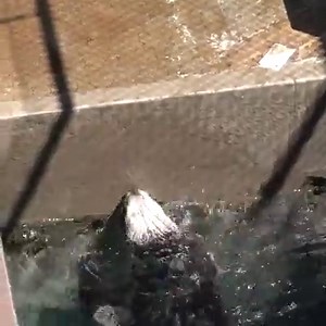 221K views · 9K reactions | Stay cool, PDX! #PortlandHeatWave | Oregon Zoo | Facebook