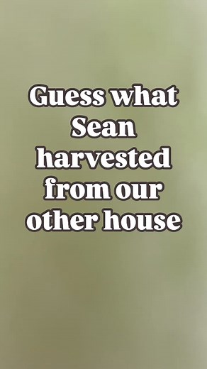 This is a gourd that goes by many names including calabash, bottle gourd, long melon, or what our family calls it, quả bầu. We grow it each year, but this summer, it was a huge volunteer that grew completely on its own with zero care at our other home. It’s very prolific and resistant to most of the pest and mildew issues that come with growing tender squashes like zucchinis. It’s tender with a slightly earthy, mild sweetness to it and we love it steamed, in soups, and stirfries.From Britannica,