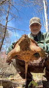 16 reactions | If Jabba The Hutt released a Big Snapping Turtle. #snappingturtle #catchandrealease #beavertrapping #beaverdam #bigturtle #jabbathehutt #watertrapping #tightchains | Phillips Outdoors Inc. | Facebook