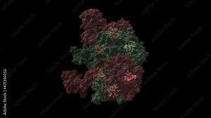 Structure of the human RuvB-like helicase RuvBL1 hexamer with ADP (red) bound. Animated 3D cartoon and Gaussian surface models in two perpendicular projections, PDB 2c9o, black background