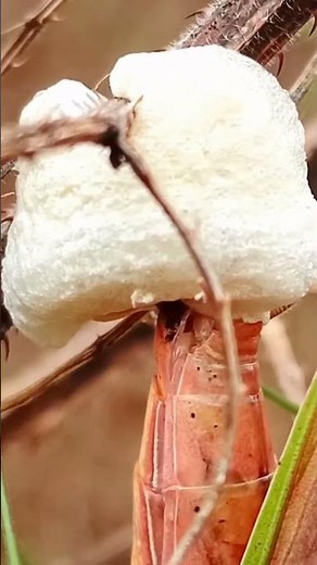Why Praying Mantis & Black Widows Kill Their Mates After Mating.