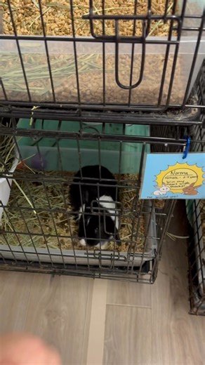 Here is the grand tour of the newly renovated rescue bunny building! Sorry for the super long video. It’s not perfect and at the end of the day it will always be a re-purposed shop building. However, it is clean, air conditioned and perfectly set up for making rescue work easier. There are many ways to do rescue work and they’re all valid. Some rabbit rescues prefer to take in smaller numbers of rabbits so they can all have large pens for the duration of their stay - the downside is being able t