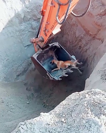 This clever dog knew exactly what to do when the crane was lowered! 😱🐕 | Furry Tails
