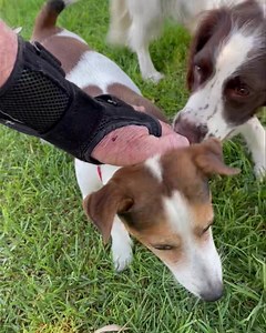 Jindy and Monty | Camelot Pet Resort | Facebook