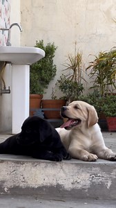 Cute puppies 🥰🥰🥰 #labradores #labradorpuppy #puppies #puppylovers #puppylover #puppiesoftiktok #puppyloversoftiktok #puppiesofinsta | Cutepuppy316