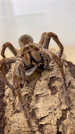 852K views · 6.1K reactions | This is Aragog, my female Guyanese...