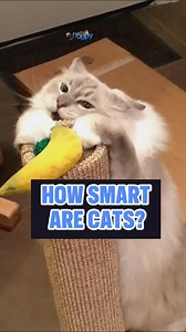51 reactions | How Smart is Your Feline Friend? ‍⬛ #CatIntelligence #CatQuiz #SmartCats #CatInstagram #AnimalTrivia | Floppycats | Facebook