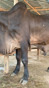 1.8M views · 43K reactions | #ซุปเปอร์เคนย่า เทพบุตรดำ หล่อครบเครื่องมากๆฝากติดตามด้วยนะครับ @นายถวิล มนตรี นายถวิล มนตรี | ต้อง ไบโอเทค. | Facebook