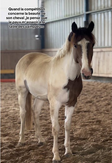 #prt #horse #pony #tabledesvinqueur #beautyprivilege
