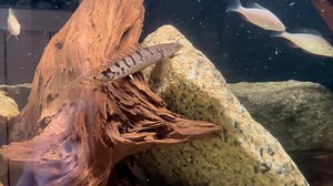 Polypterus delhezi at the Seekonk MA location ! | OSA Aquarium Superstore & Services