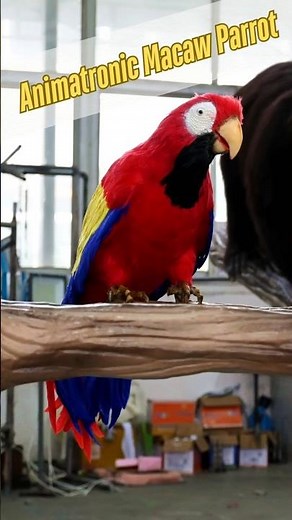 Animatronic Macaw Parrot Set for Zoo | Animatronics