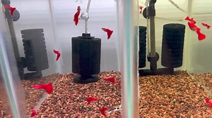 1.6K views · 14 reactions | High quality Guppy from Japan all dear …! | YOKO JP Aquarium | Facebook