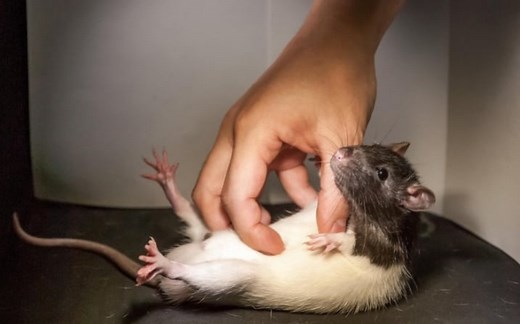 Rats laugh when tickled - and this is what it sounds like