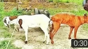 Dog mating goat first time