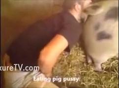 Bestiality loving man takes care of a pig