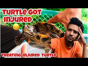 Injured Turtle Shell | Treating Injured Turtel shell | Turtle treatment at home | Turtle bleeding