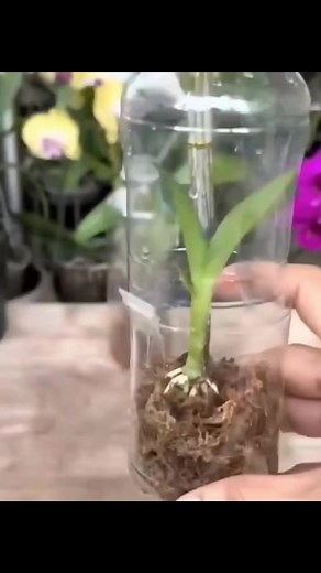 60K views · 636 reactions | Aprenda esta técnica para multiplicar suas orquídeas | suas_orquideaslindas | Facebook