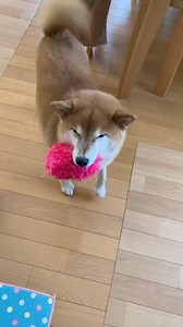 5.3K views · 242 reactions | So adorable | Shiba Inu Overload | Facebook