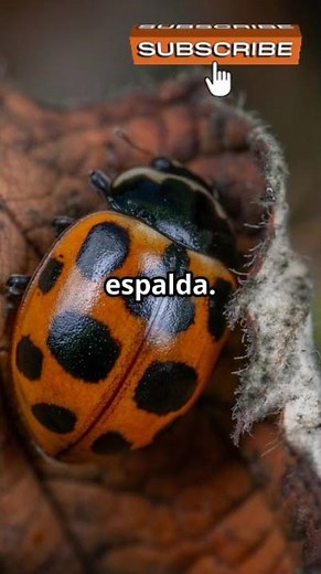 Meet 5 types of Ladybugs 🐞 #viralshort #curiosities #didyouknow #animals