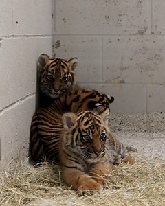 12K views · 2K reactions | Getting comfy for the perfect cuddle session  殺 | Nashville Zoo | Facebook
