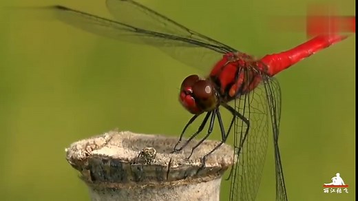 水稻生长全过程