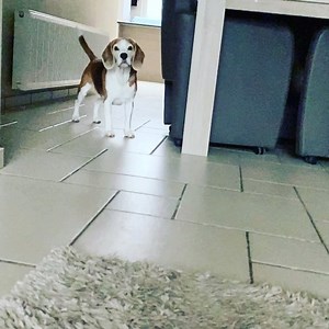 218K views · 2.9K reactions | Squeaky chicken sounds so weird in slow motion 殺❤️. #beagle #beagleuniverse | Louie the Beagle | Facebook