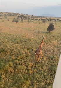 Serengeti Hot Air Balloon Honeymoon Experience