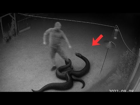 When Python Attack: Real Footage with Facts You Didn't Know!
