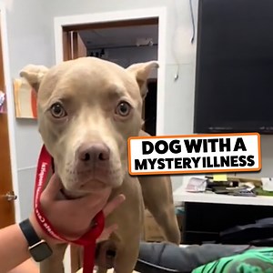 They tried everything to get to the bottom of this 🤔 | Go Fetch