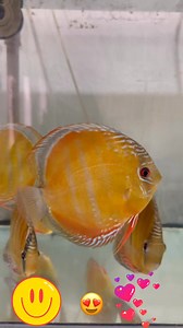 60K views · 286 reactions | Red Discus , December 08 , 2025 #discus #discusfishtank #discushongkong #discuskorea #discusmalaysia #discusindonesia #discusthailand #discususa #discusfishtank #hekdiscus #discusfish #freshwaterfishtank #aquariumhobbyist #aquarium #aquariumhobby #aquariumlife | Hudson Crizanto Gonçalves | Facebook
