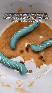 16K views · 265 reactions | Oops!  Sabzi the green tree monitor lizard (Varanus prasinus) • #treemonitor #varanusprasinus #reels #viral #instagram #pet #animal #reptiles #varans #greentreemonitor #pets #sabzithegreentreemonitor #reptiliatus #monitorlizard #lizard #pets #eating #feeding #lizardsofinstagram #trending #comedy #funny #reptilesofinstagram #animals #petsofinstagram #animals #animalsofinstagram #sabzi | Reptiliatus | Facebook