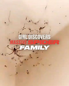 963K views · 2.3K reactions | 'I saw a spider in my room one week but refused to remove it cos I HATE spiders. I thought what harm can it do? A week later I go to check on the 'lil guy to find this'. LEAVE. THE. HOUSE.  | LADbible | Facebook