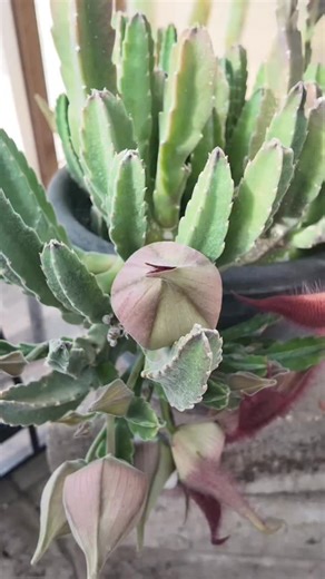 Stapelia in bloom ✨ with some helpful pollinators stopping by 🪰 #stapelia #carrionflower #timelapse #plantlover | Mtplanters
