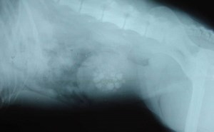 Bladder Stones In Dogs: Causes, Symptoms, Treatment & More - Canine Journal