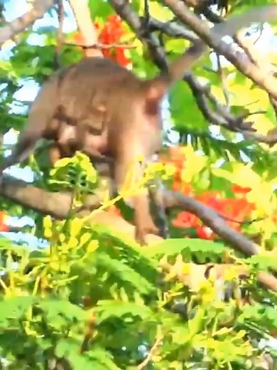 113K views · 2.4K reactions | God Bless! Million Breaking Heart To Poor Baby Screaming Loudly Angry Mekala, Don't Released To Mom | Irma Javi | Facebook