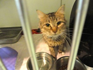 Free Cat Adoption This Weekend at the MSPCA