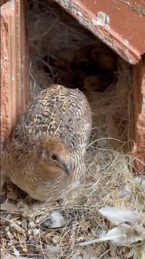 Button quail hatches chicks in aviary