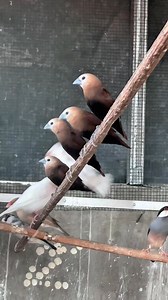 inside a quiet mini aviary 🛖🌳 You can see the Lonchura Maja finch and the Java Sparrow enjoying a quiet afternoon accompanied by a cool drizzle the birds feel very beautiful and also very exotic truly amazing natural beauty 🖤🤍😍 #Aviary #Finch #birdlife #aviarymini #birdsofparadise #birdwatching #birdphotography #naturelovers #natureinspired #reelsfacebook | Alvin Adrianu