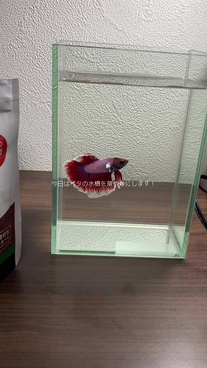 ベタ水槽レイアウト：100均アイテムで簡単おしゃれ