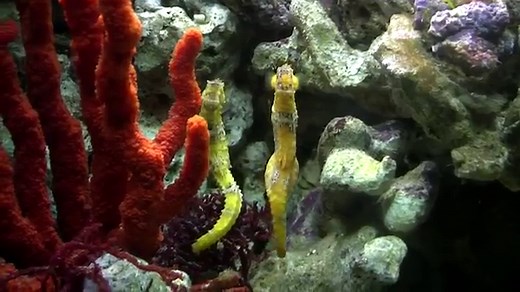 The Reproductive System