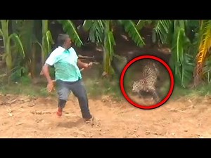 17 Brutal Attacks by Big Cats on Humans