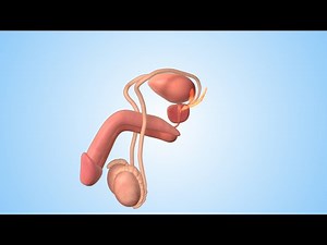 How to Use a Condom | Nucleus Health