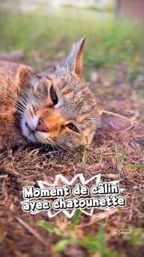 Chatounette en Corse : petite chatte ronronnant sous les caresses au soleil dans l'herbe