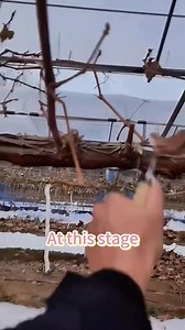 36K views · 308 reactions | Pruning grapevines#grapevine#grapes# | Agriculture 2.1 | Facebook